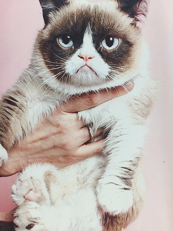 grumpy cat sweatshirt weight chart in kg according to height and age